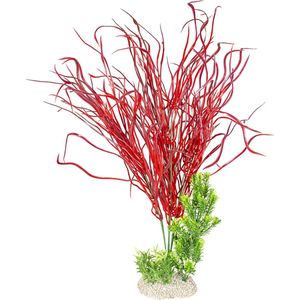 Aqua D'ella Plant lily grass