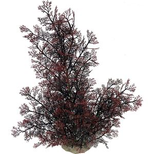 Aqua D'ella Phoenix plant XL - Rood