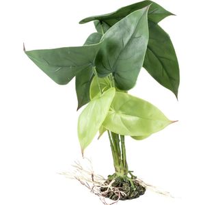 Terra Della Alocasia Groen M - 20x20x35cm
