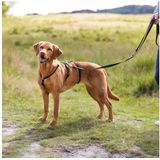 Trixie Sicherheitsgeschirr Stay Schwarz - Größe XS–S: 30–40 cm Brustumfang, 10 mm breit