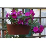 DupliColor Roest Effect - Spuitbus - Roestbruin - 400ml - Realistisch Roesteffect - Sneldrogend