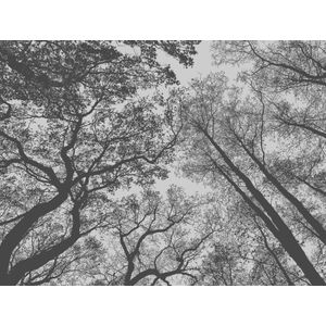 BOMEN FOTOBEHANG | 3,71 x 2,80 meter - A.S. Création Metropolitan Stories ""The Wall