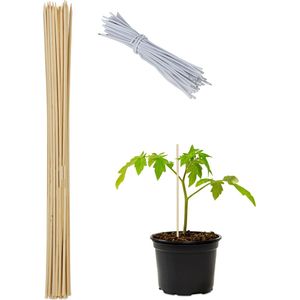 Relaxdays plantenstok bamboe - 60 cm - plantensteun 50 stuks - tomaten bamboestok