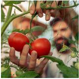 Ranknetz, für Gewächshaus, 200 x 1000 cm, Rankhilfe Gurken, Tomaten, Maschenweite 10 cm, Gewächshausnetz, grün - Relaxdays