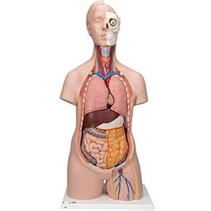 3B Scientific B09 Classic Aseksuel-torso, 12 delen + gratis anatomie-software - 3B Smart Anatomy