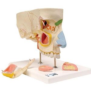 3B Scientific Human Anatomie - neus met neusbijholten, 5-delig + gratis anatomiesoftware - 3B Smart Anatomy, E20
