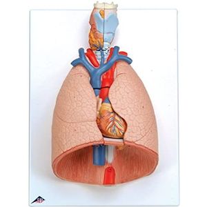 3B Scientific Menselijke anatomie - longmodel met keelkop, 7-delig + gratis anatomiesoftware - 3B Smart Anatomy