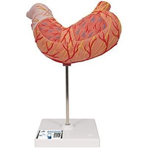 3B Scientific K15 Estomac, 2-delig + gratis anatomie-software - 3B Smart Anatomy