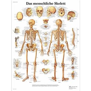 3B Scientific De menschliche Skelett anatomische plank in het Duits