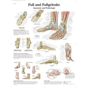 3B Scientific Gelamineerd educatief bord - voeten en enkels - anatomie en pathologie