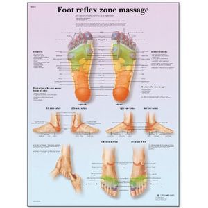 3B Scientific VR1810L Menselijke anatomie massagebord met reflexzone van de voeten, gelamineerd