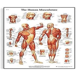 3B Scientific - Menselijke anatomie - Spieren van het menselijk lichaam