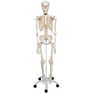 3B Scientific Menselijke anatomie - A10 skeletmodel, klassiek + gratis anatomiesoftware - 3B slimme anatomie