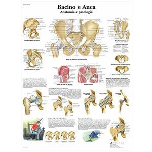 3B Scientific VR4172UU Vijver en blad, anatomie en ziekte