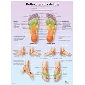 3B Scientific papier, voetreflexoterapia, 1