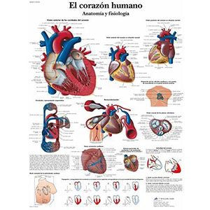 3B Scientific Anatomie en fysiologie van het menselijk hart. Druk op papier, 1