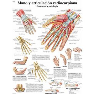 3B Scientific Gedrukt op papier, met de hand en radiocarpiana articulation, anatomie en pathologie, 1