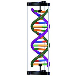 3B Scientific DNA Double Helix Model, Student Kit