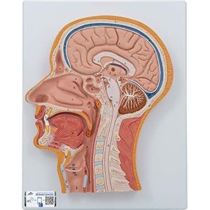 3B Scientific Persoonlijke anatomie - mediaansnede van het hoofd + gratis anatomiesoftware - 3B Smart Anatomy