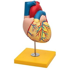 Elementary Anatomy Budget 2 stuks menselijk hart anatomie model met standaard, levensgrootte, schoolles