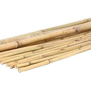 1 stuk Tonkin Bamboestang 200cm natuur door. 1,6 tot 1,8 cm - bamboebuizen buis van bamboe