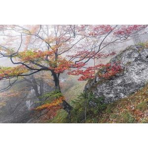 Komar Stefan Hefele Fotobehang Euphoria - SH031-VD3 | 4055065110313 | Behang