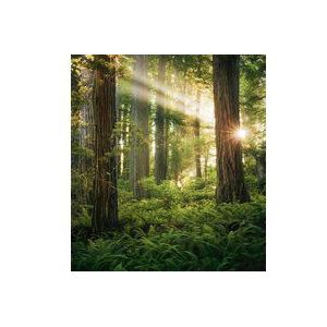 Komar fleece fotobehang Goblins Woods | behang, XXL, decoratie, natuur, landschap, slaapkamer, woonkamer, kantoor, hal | Grootte 250 x 280 cm (breedte x hoogte) | SHX5-037, bont