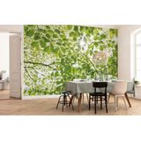 Komar Fleece Muurafbeelding IM BRALDSWALD | Behang XXL, Decoratie, natuur, landschap, slaapkamer, woonkamer, kantoor, hal | Grootte 450 x 280 cm (breedte x hoogte) | SHX9-045, Gekleurd