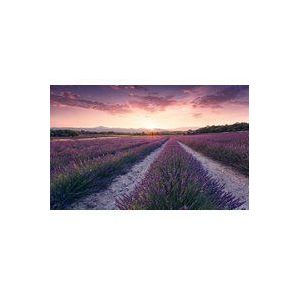 Komar Fotobehang Lavender Dream 450x280cm | Vliesbehang