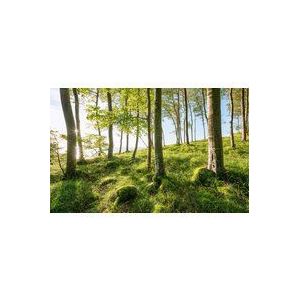 Komar SHX9-104 SHX9-102 vlies fotobehang magische beukenspecifieke | behang, XXL, decoratie, natuur, landschap, slaapkamer, woonkamer, kantoor, hal | afmetingen 450 x 280 cm (breedte x hoogte)