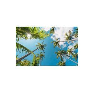 Komar vliesbehang Coconut Heaven II | behang, XXL, decoratie, natuur, landschap, slaapkamer, woonkamer, kantoor, hal | Grootte 450 x 280 cm (breedte x hoogte) | SHX9-107, bont