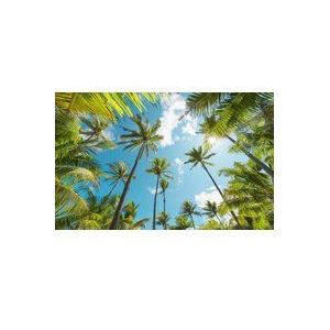 Komar vliesbehang Coconut Heaven | behang, XXL, decoratie, natuur, landschap, slaapkamer, woonkamer, kantoor, hal | Grootte 450 x 280 cm (breedte x hoogte) | SHX9-108, bont