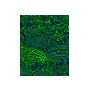 Komar Fotobehang Feathers 200 X 250 Cm