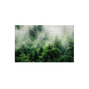 Komar Fotobehang Forest Land 400x250cm | Fotobehang