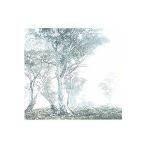 Komar Fotobehang Magic Trees 400x280cm