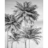Komar Bewolkte Palm Muurschildering, Zwart, Wit