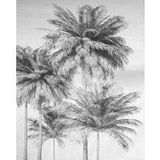 Komar Bewolkte Palm Muurschildering, Zwart, Wit