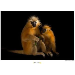 National Geographic WB-NG