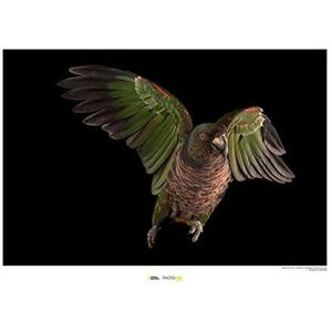 Komar National Geographic WB-NG-007-40 x 30 cm muurschildering zonder lijst