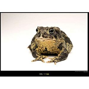 Komar National Geographic wandafbeelding | Wyoming Toad | grootte: 40 x 30 cm | zonder lijst | poster, fotografie, dier, bedreide diersoort, dierbeeld, kunstdruk, portret | WB-NG-023-40x30