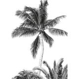 Komar Vlies fotobehang - Retro Palm - Afmetingen: 200 x 280 cm (breedte x hoogte) - s/w, retro, palm, strand, kinderkamer, behang - IAX4-0011