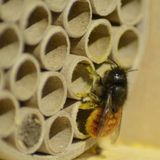 dobar® 28540e Professioneel wilde bijenhotel, bijenhuis van hout, massieve nesthulp met papieren buizen, insectenhotel voor gemaskerde bijen, metselbijen, zijdebijen, 16 x 12,5 x 23 cm, naturel