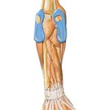 Bauerfeind EpiTrain Elleboogbrace - 0 - Universeel - Beige