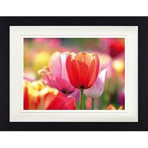 1art1 Bloemen Poster Red And Pink Tulips In A Field Ingelijste Foto Met Passepartout | Muur Foto's | In Een Fotolijstje 40x30 cm
