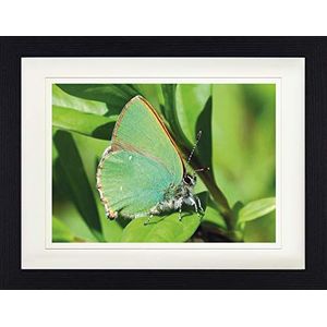 1art1 Vlinders Poster Hairstreak Butterfly On A Green Leaf Ingelijste Foto Met Passepartout | Muur Foto's | In Een Fotolijstje 40x30 cm