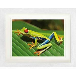 1art1 Kikkers Poster Red-Eyed Tree Frog On A Green Leaf Ingelijste Foto Met Passepartout | Muur Foto's | In Een Fotolijstje 40x30 cm