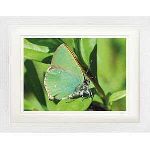 1art1 Vlinders Poster Hairstreak Butterfly On A Green Leaf Ingelijste Foto Met Passepartout | Muur Foto's | In Een Fotolijstje 40x30 cm