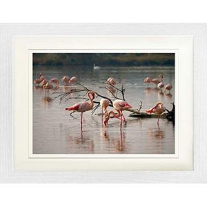 1art1 Flamingos Poster Pink Flamingos In A Pond Camargue, France Ingelijste Foto Met Passepartout | Muur Foto's | In Een Fotolijstje 40x30 cm