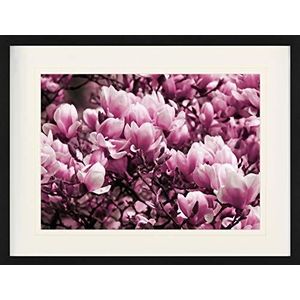 1art1 Bloemen Poster Pink Magnolia Blossoms Ingelijste Foto Met Passepartout | Muur Foto's | In Een Fotolijstje 80x60 cm