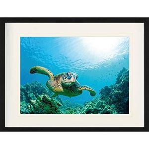 1art1 Onderwater wereld Poster Sea Turtle Over Sunlit Coral Reef Ingelijste Foto Met Passepartout | Muur Foto's | In Een Fotolijstje 80x60 cm